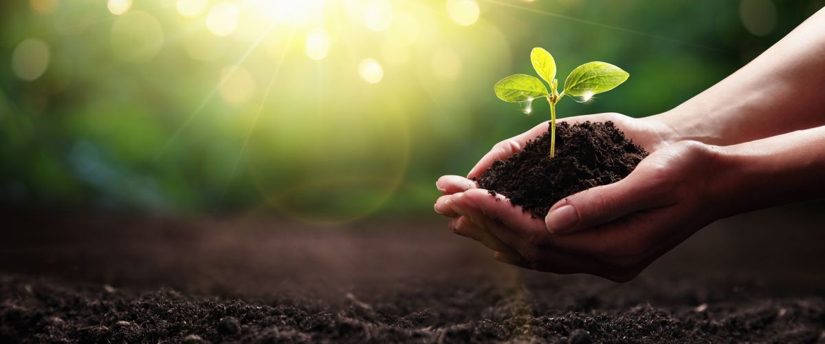 Taunton sustainability
