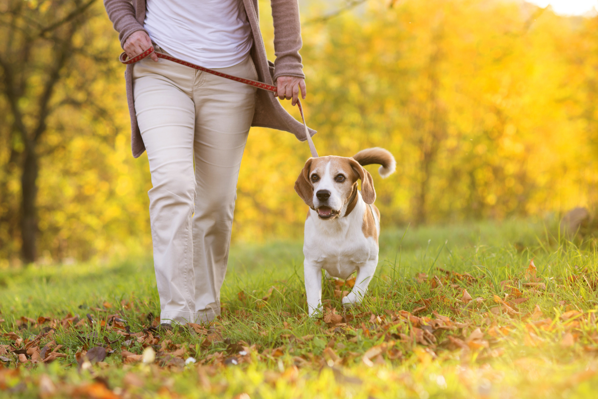 Dog friendly walking routes Taunton