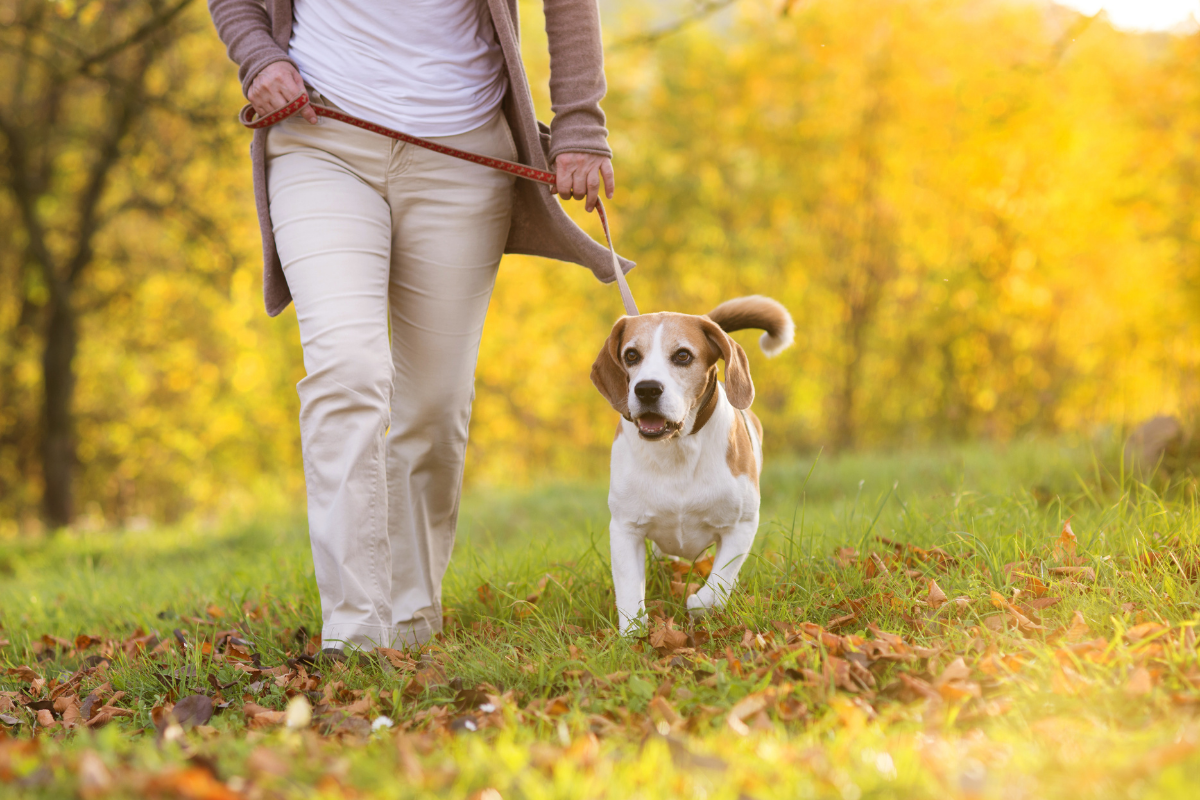 Dog friendly walking routes Taunton.